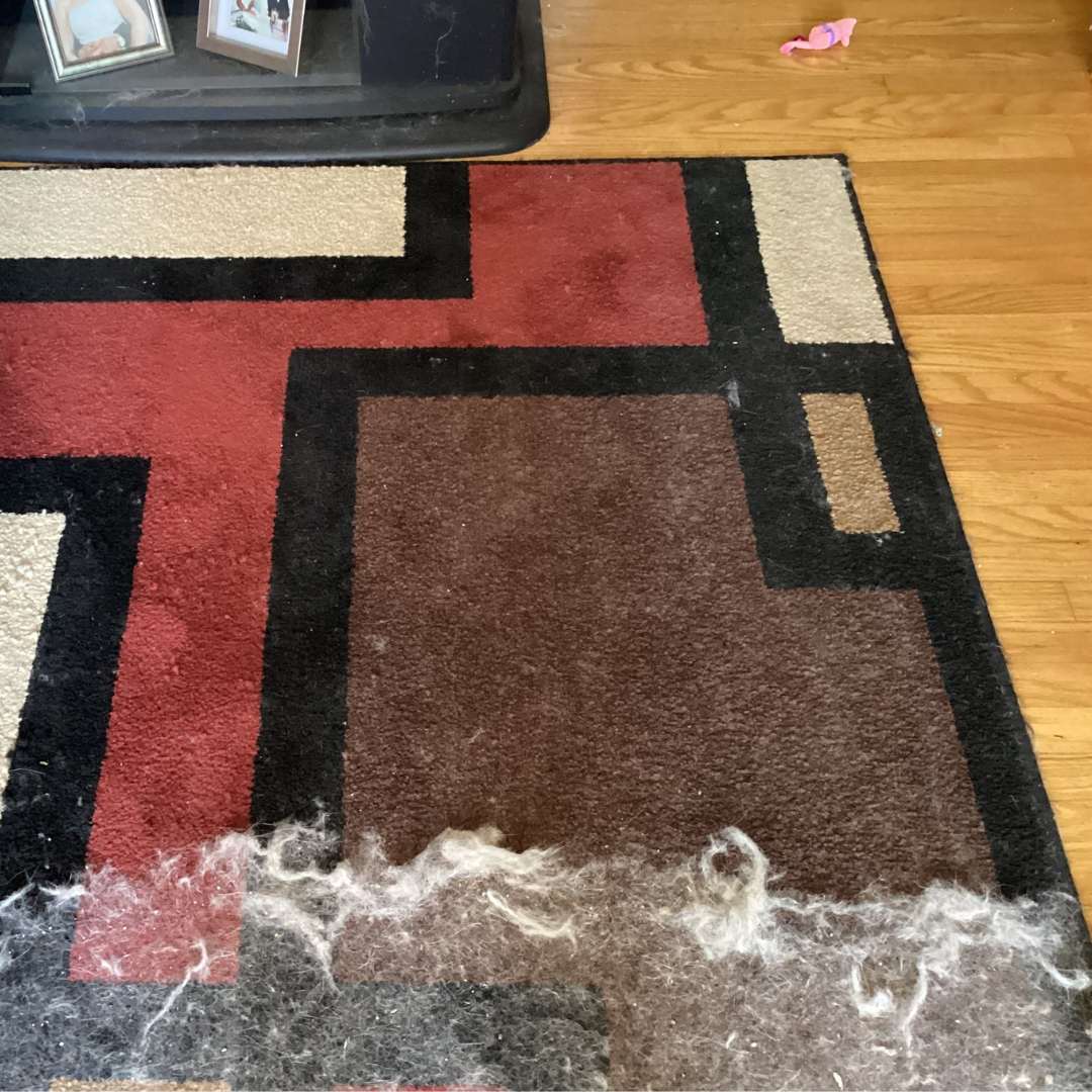 Collected pet hair on a patterned area rug