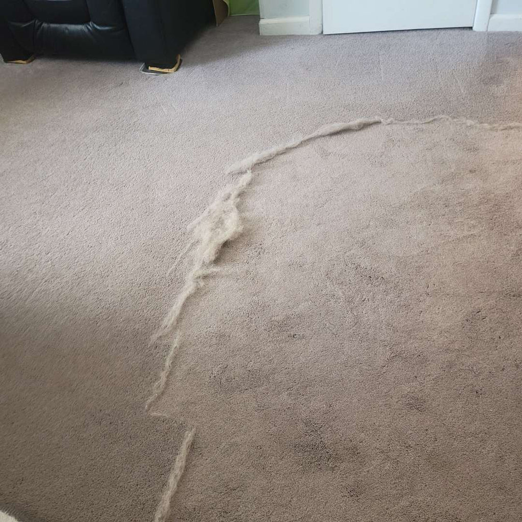 A line of pet hair gathered on carpet